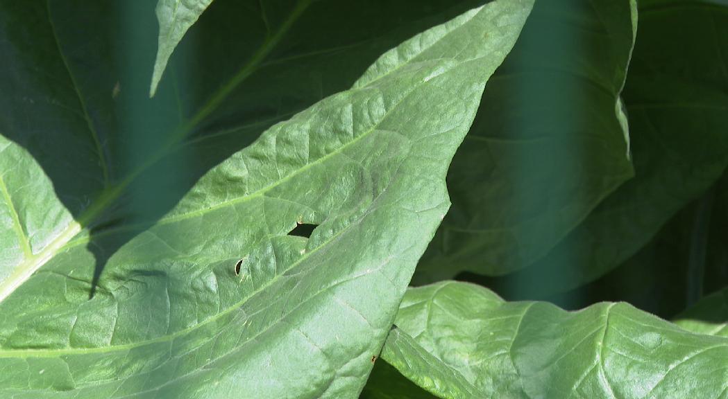 Les fortes pedregades obliguen els tabaquers a replantar i a allargar la collita fins al setembre 