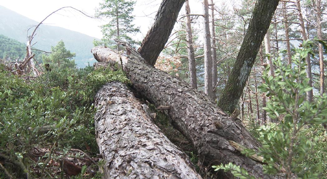 La gestió forestal, clau per a la sostenibilitat dels boscos