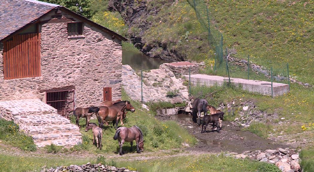 El Govern convoca el sector agrícola per definir el projecte del cànnabis terapèutic