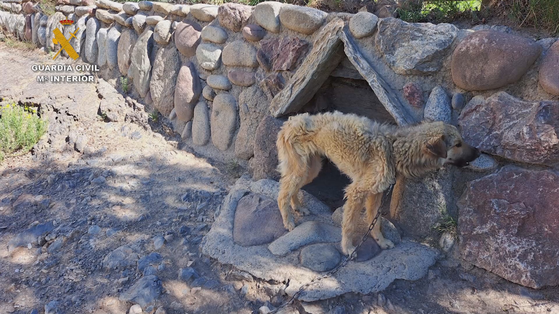 La Guàrdia Civil investiga dues persones per abandonament animal a Estamariu