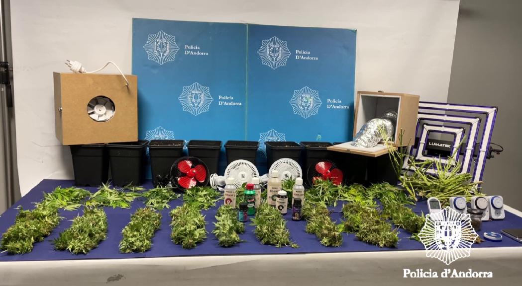 Ingressa a la presó un home per tenir una plantació de marihuana en un pis d'Escaldes-Engordany 