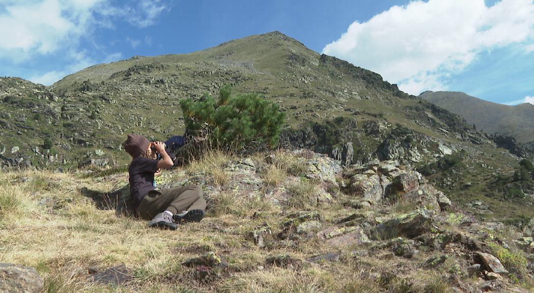  Inici de la caça de l'isard amb 201 captures permeses i prudència davant possibles pluges