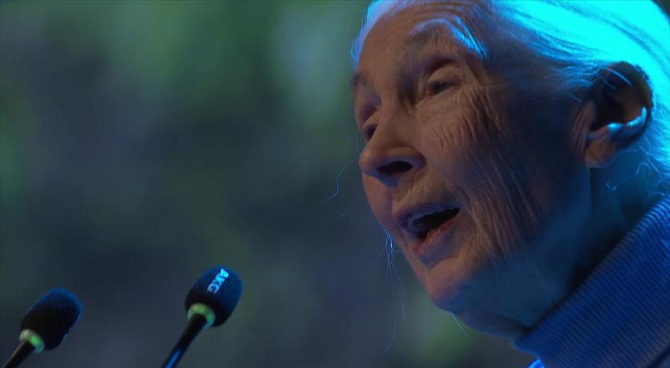 És el segon dia que Jane Goodall es troba al país. 