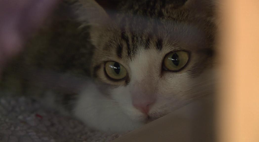 Laika denuncia que amb la pandèmia l'abandonament de gats ha augmentat força