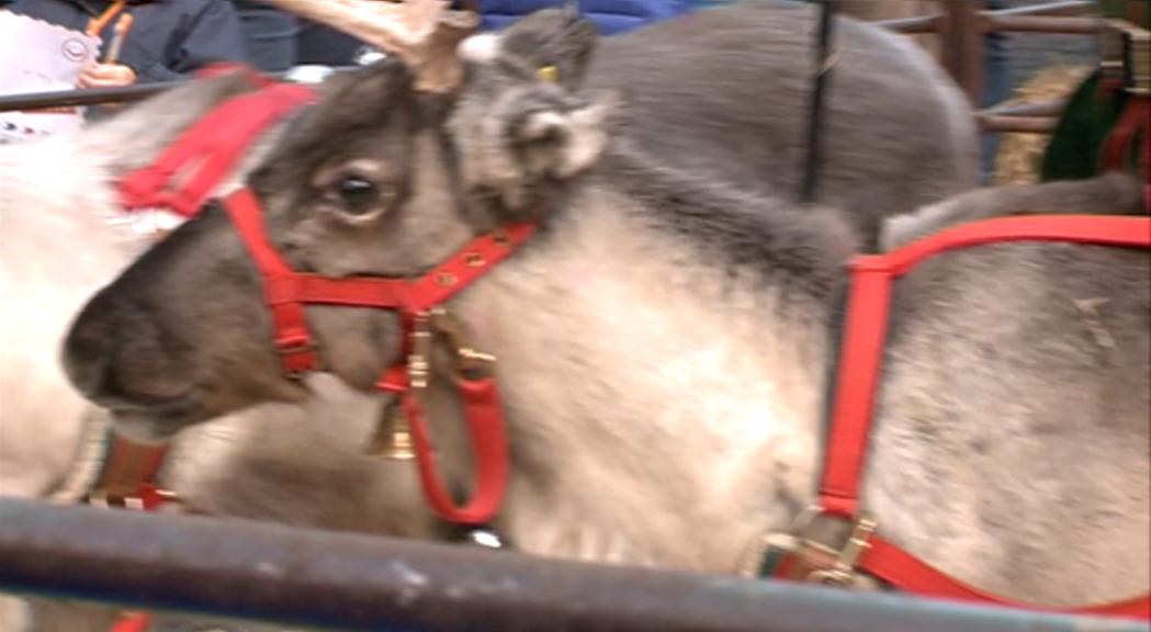 Laika mostra preocupació per les condicions dels animals del Poblet de Nadal