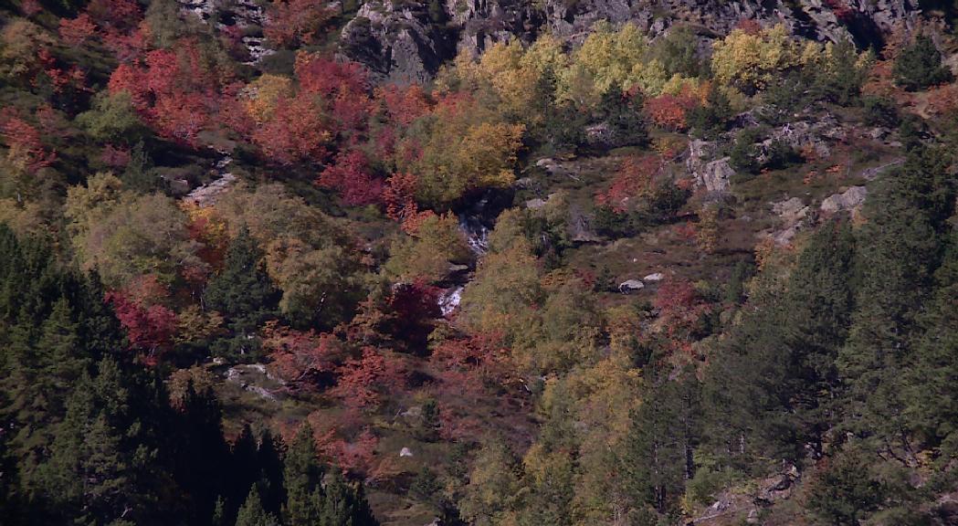 L'aprofitament dels boscos que han fet els comuns en el darrer an