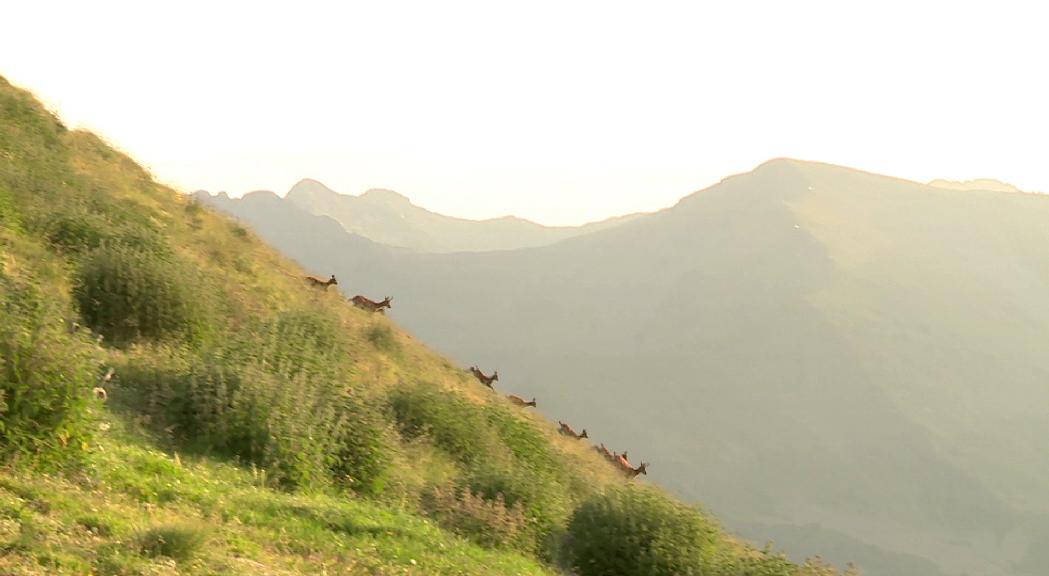 Màxim històric amb més d'un miler d'isards