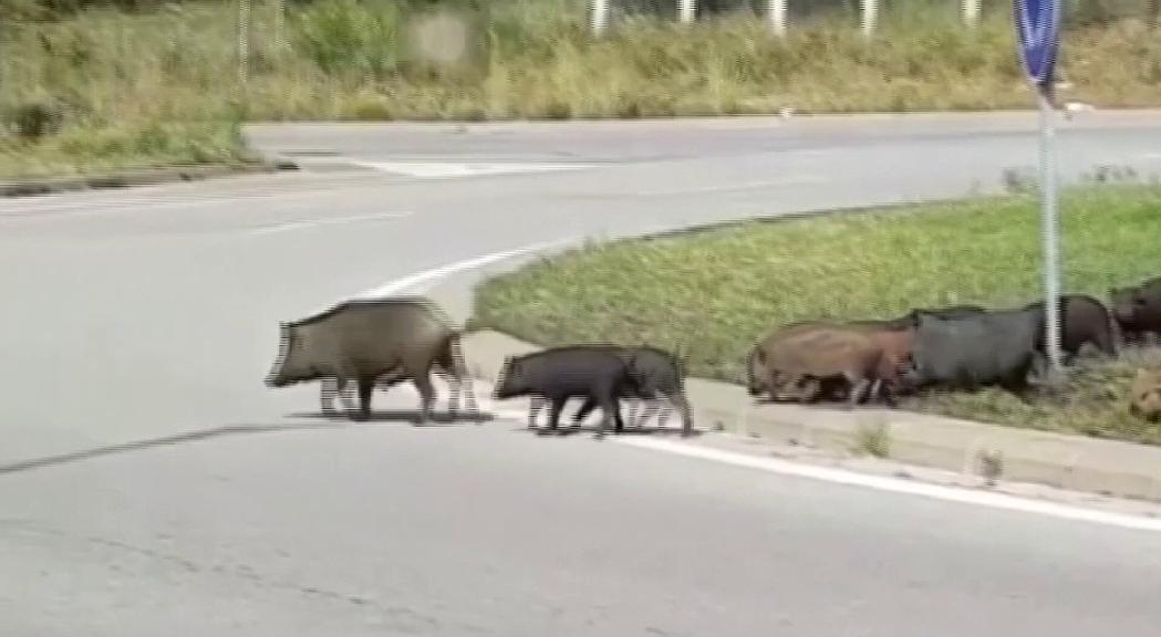 Més d'un centenar de denúncies per danys causats pel porc senglar