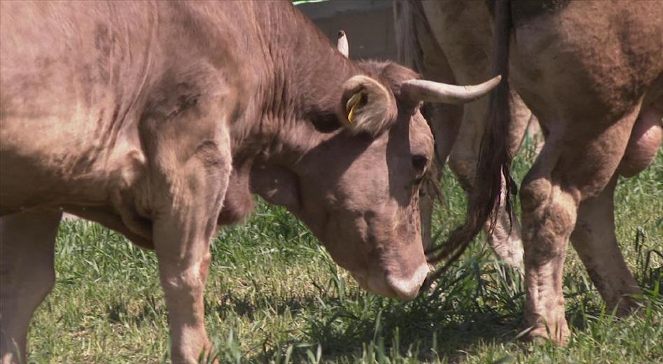 91 explotacions agràries reben 1,3 milions euros d'ajut per al fo