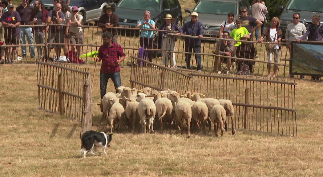 Moisès Tarrés i el seu gos Mel, guanyadors del 33è concurs de gossos d'atura