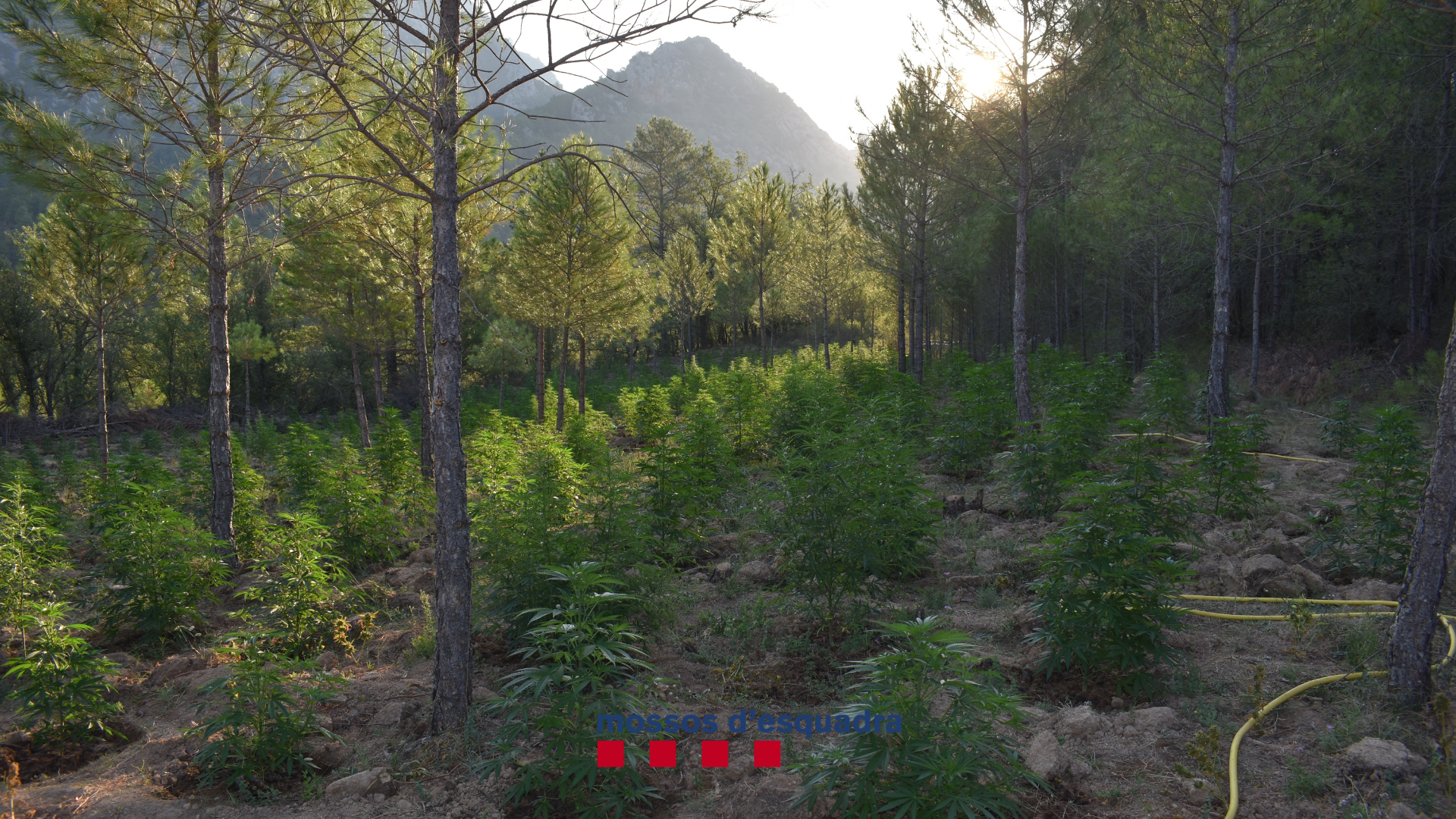 Els Mossos d'Esquadra desmantellen una macroplantació de marihuana a Coll de Nargó