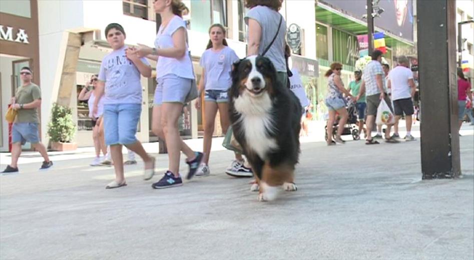 Per als que tenen mascota, viatjar acostuma a ser difícil perquè 