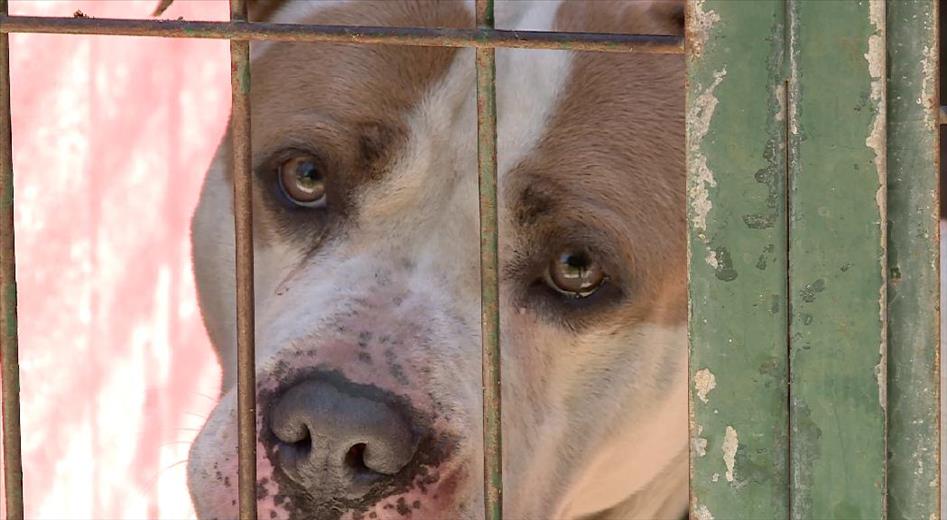 A fi de recaptar fons per a la cura dels animals abandonats, l'as