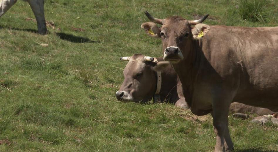 Nova ronda de vacunació per prevenir infeccions de llengua