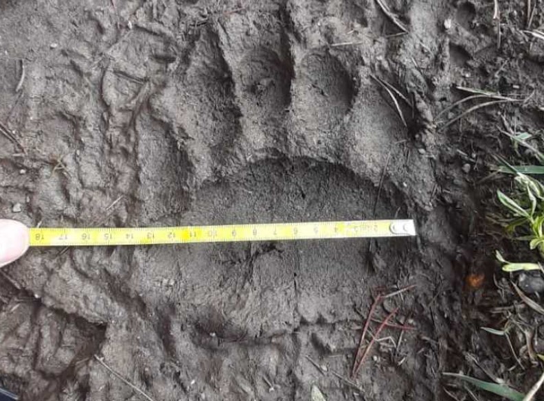 Noves petjades d'un os a la zona del Comapedrosa