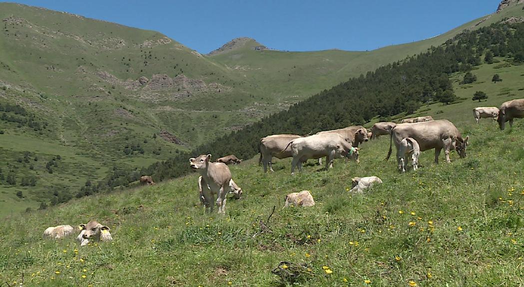 Olga Molné creu que modificar la llei del sòl afavorirà la construcció d'explotacions ramaderes i agrícoles