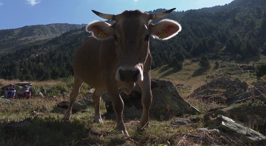 Ordino recuperarà la fira del bestiar mig segle després