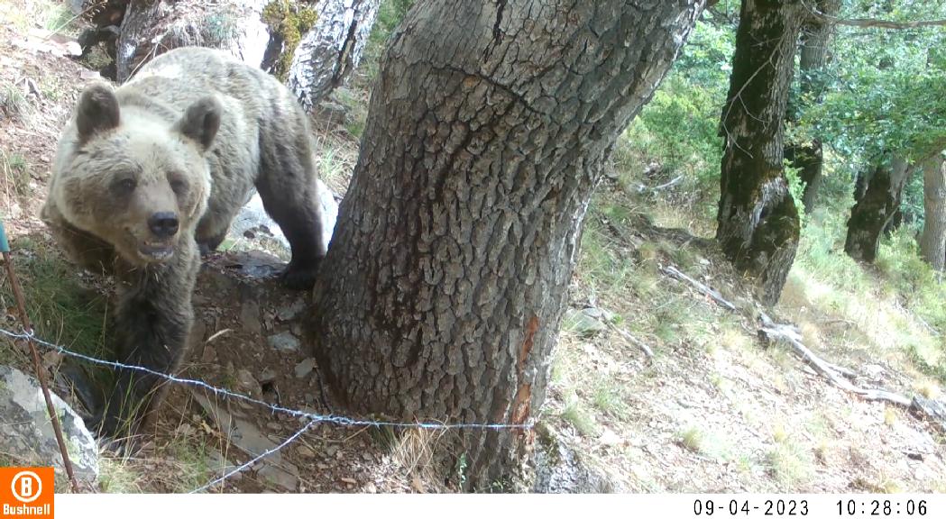 Una ossa detectada a la collada de Sanfons ha provocat algunes fe