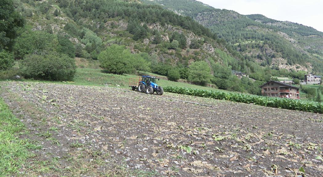 Els pagesos constaten que ha estat un mal any per a la collita de tabac