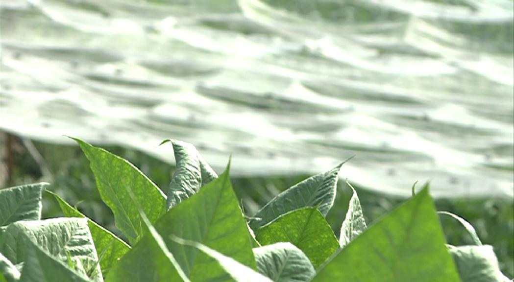 Els pagesos veuen amb bons ulls el cultiu de cànnabis amb finalitats terapèutiques i voldrien participar en la transformació del producte