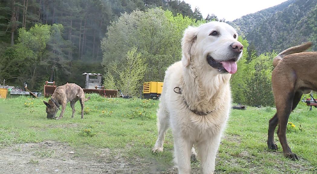 "Passeja'm" posa a la venda samarretes en benefici de la Creu Roja