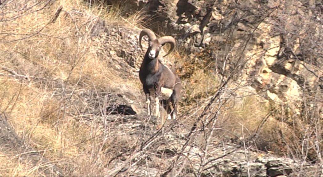 El Pla de Caça augmentarà les captures de muflons per regular-ne la sobrepoblació 