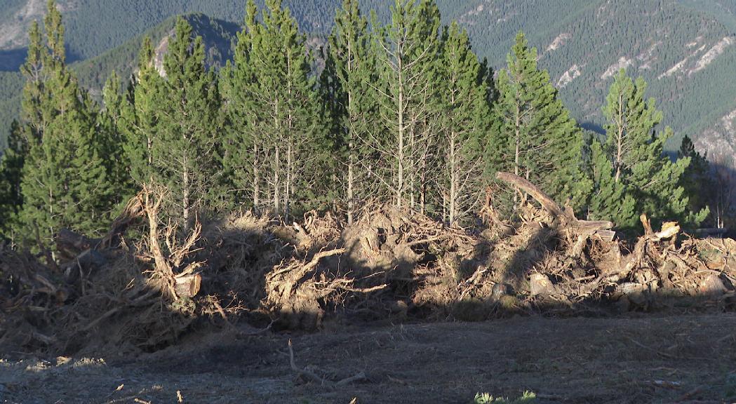 El trasplantament de la planta endèmica que es trobava als terren