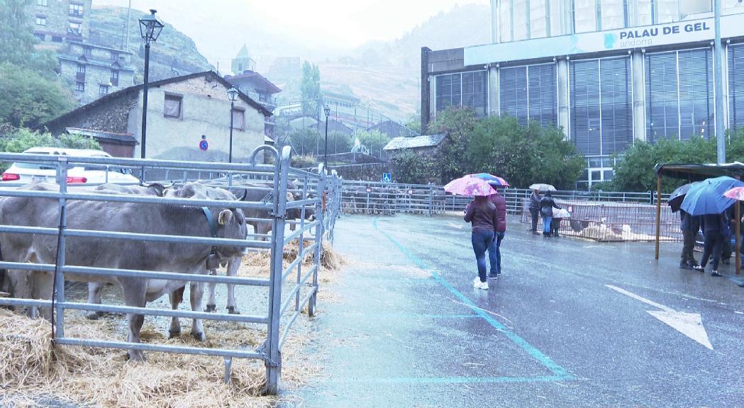 La pluja desllueix la Fira de Canilo que compta de totes maneres amb el bestiar previst a la mostra