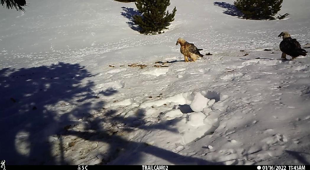 Posant fre a la fauna en perill d'extinció