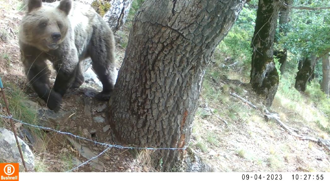 Preocupació al Pirineu català per la proliferació d'ossos