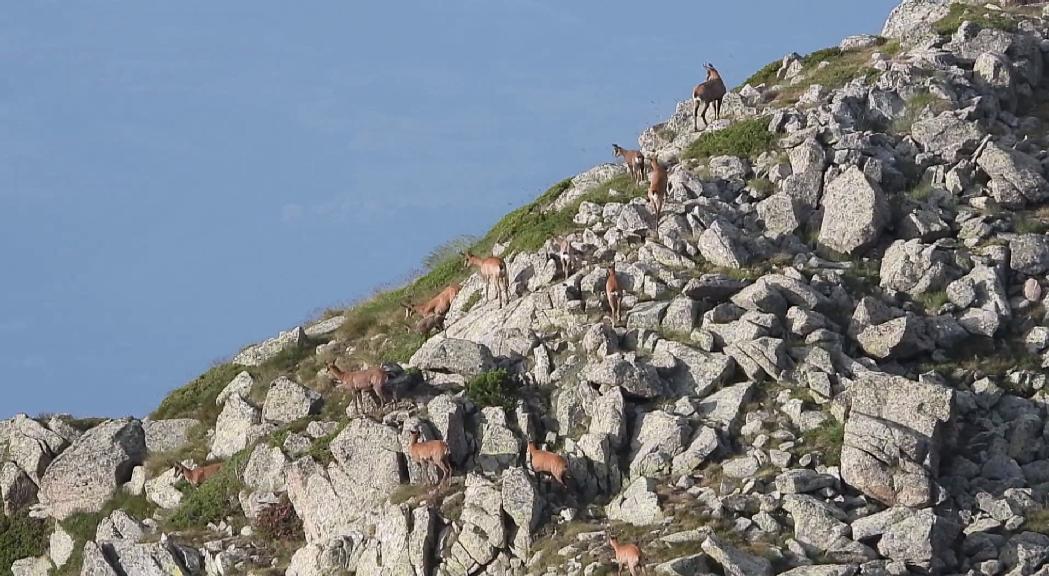 Hi ha més isards que mai a Andorra