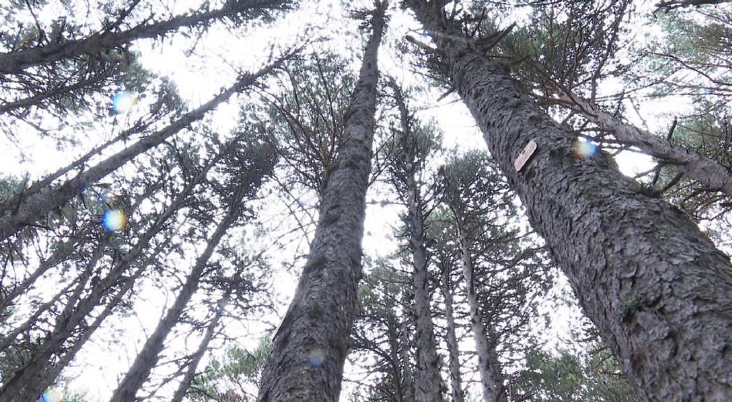  El bosc de Beixalís es converteix en un laboratori vivent