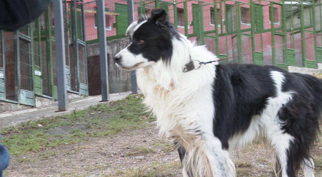 Els problemes econòmics i amb l'habitatge, principals causes dels abandonaments de mascotes