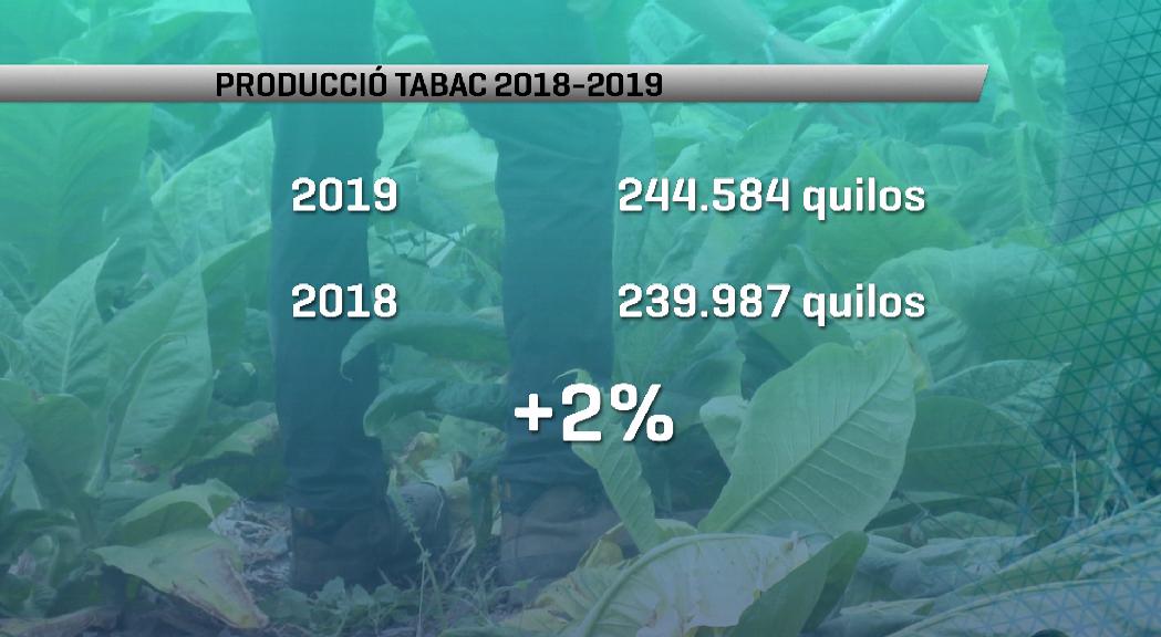 La producció de tabac el 2019 va ser d'uns 245.000 quilos, un 2% més que l'any anterior