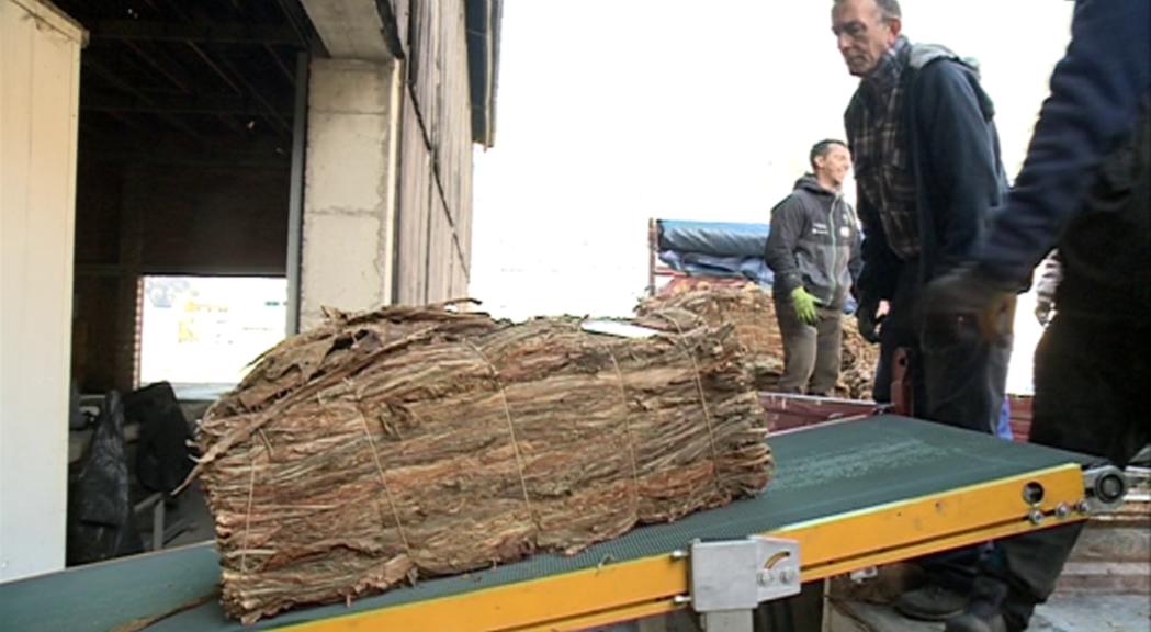 La producció de tabac va fregar el 2018 els 240.000 quilos, un 9% més que l'any anterior