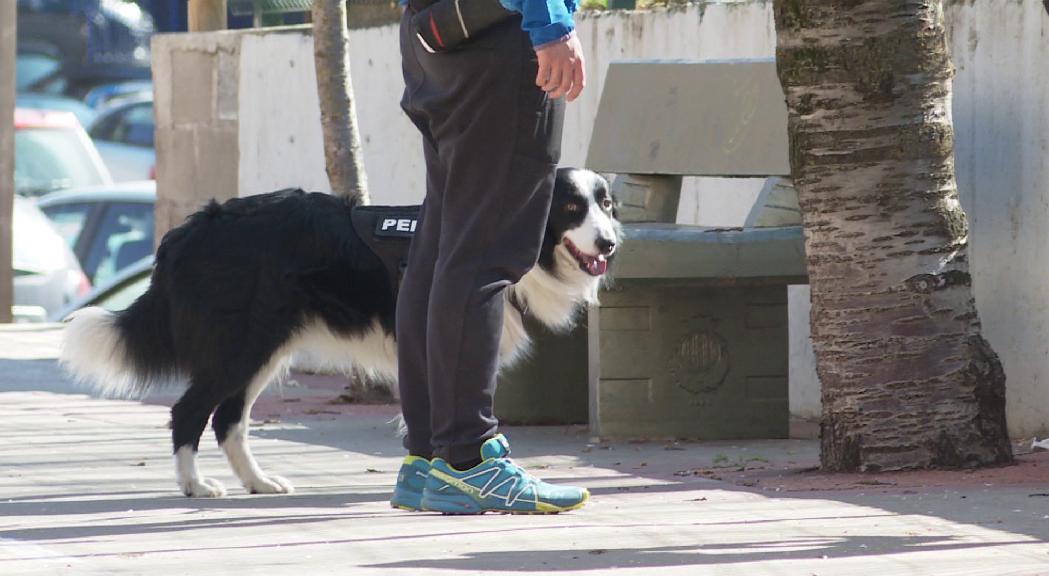 El PS defensa que la llei de tinença i protecció dels animals actuals no és suficient