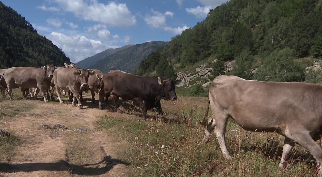 La ramaderia alerta que el creixement de la construcció amenaça les pastures