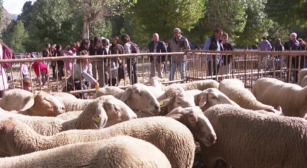 El relleu generacional de la ramaderia passa per la seva modernització