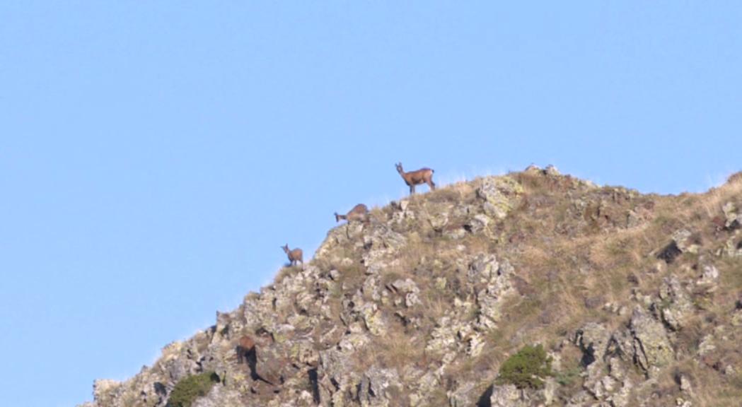 Reportatge: Així albiren els banders la cabana d'isards abans de la Setmana de caça