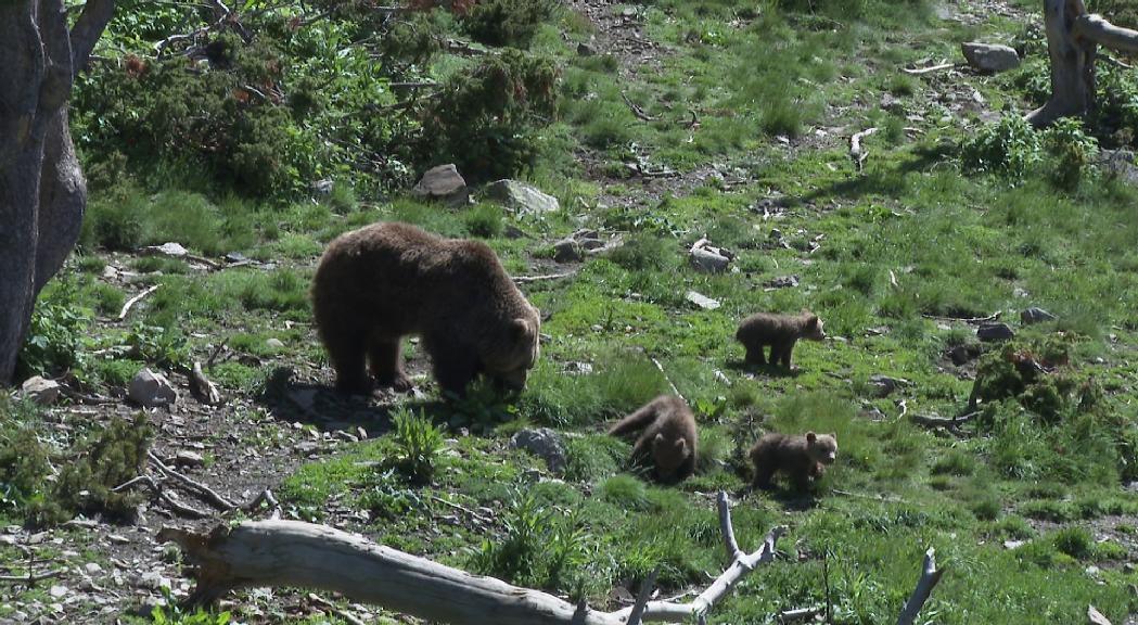 Reportatge: Així viuen les 4 cries d'os bru a Naturlàndia