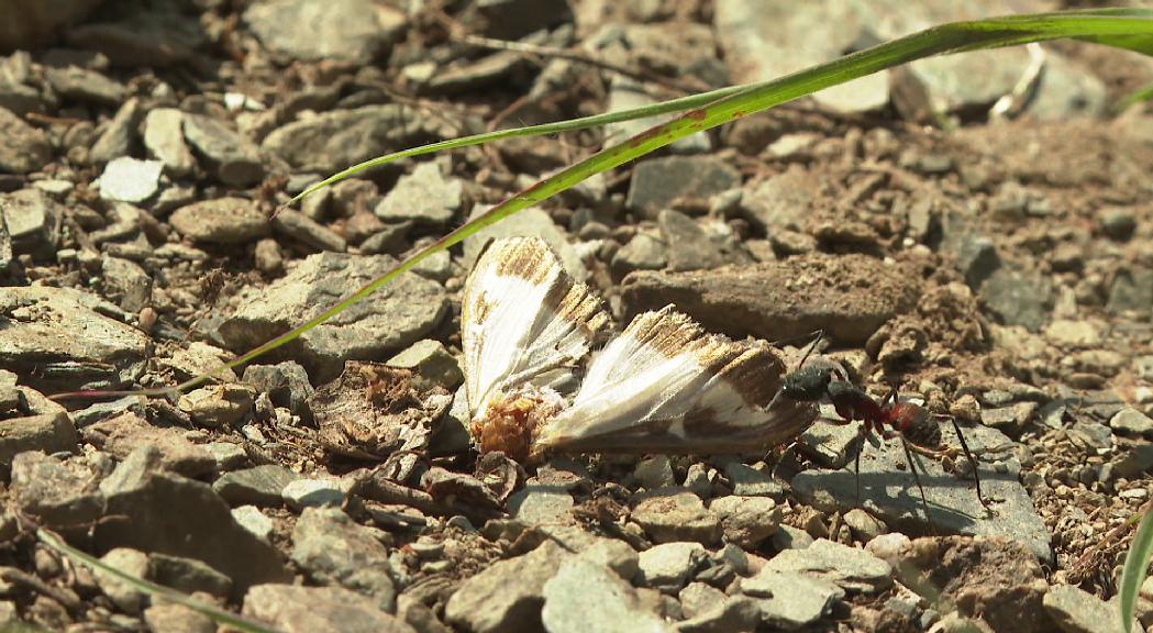 Reportatge: en què consisteix el seguiment de l'espècie invasora de les papallones del boix? 