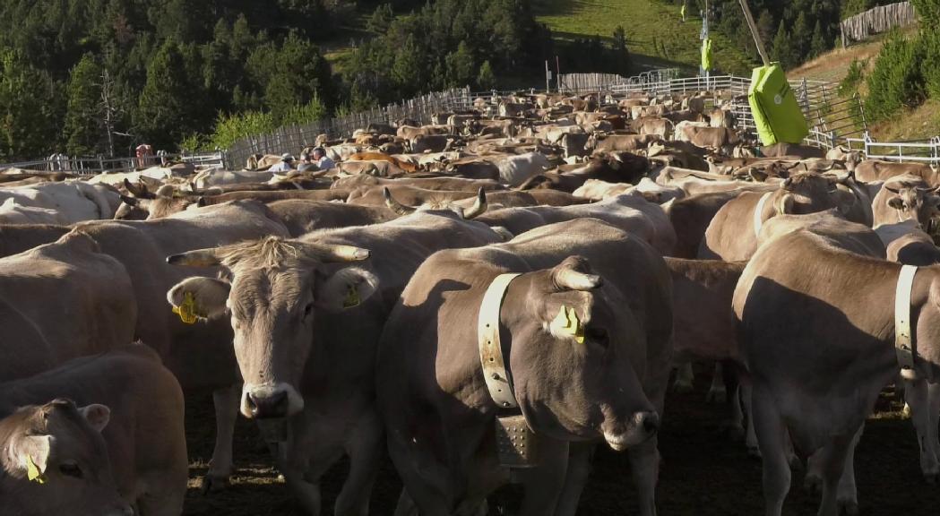 El sanejament del bestiar boví de Canillo demostra el bon estat de la ramaderia i la urgència de solucionar el relleu generacional