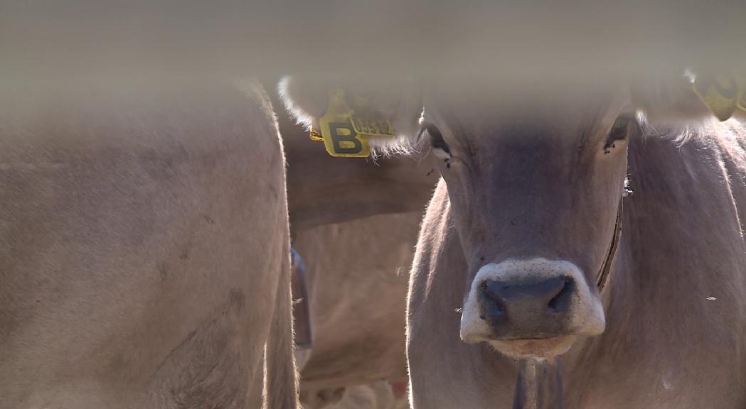 El sanejament del bestiar de Canillo demostra el bon estat de salut de la ramaderia