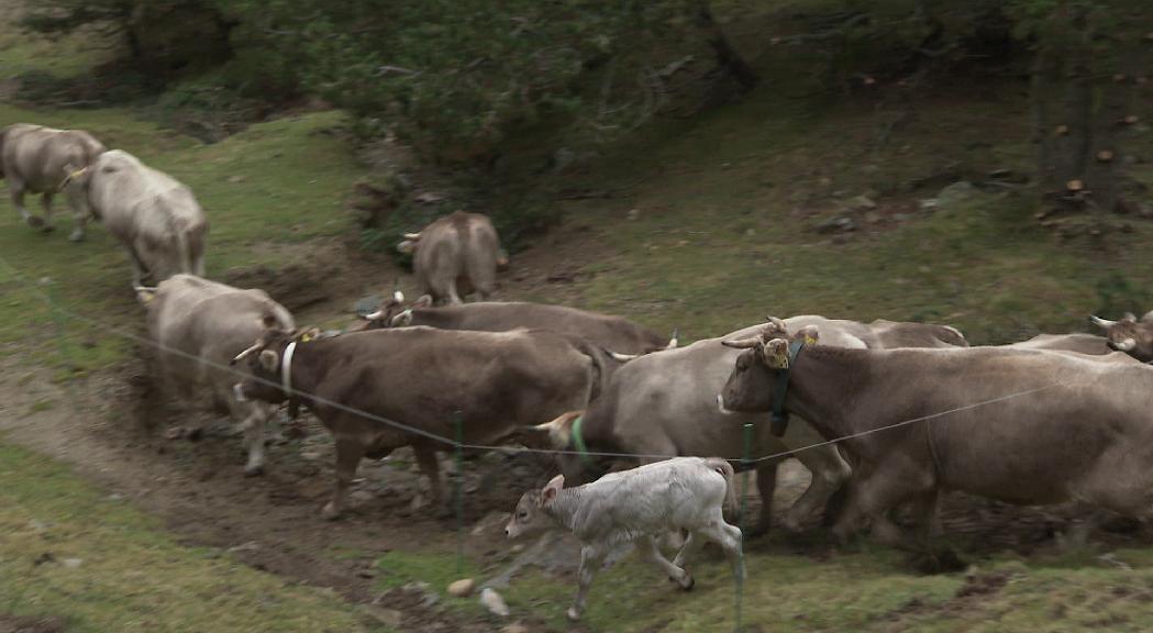 Sant Julià celebra la primera festa de la transhumància 