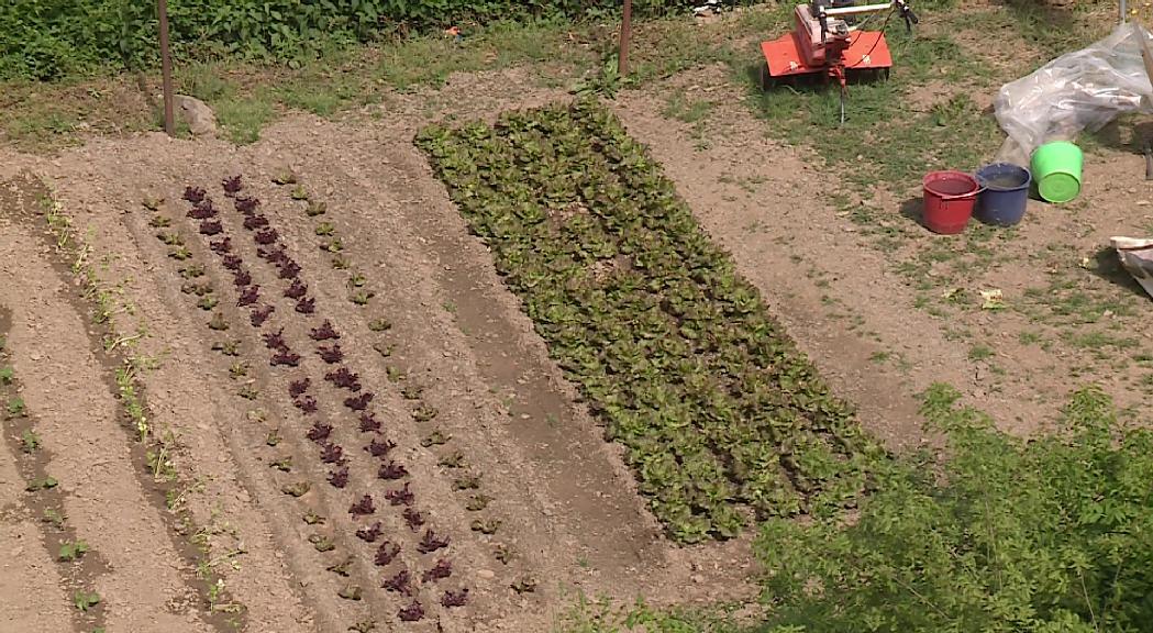 Sant Julià engega "L'hort solidari" per ajudar les famílies vulnerables de la parròquia