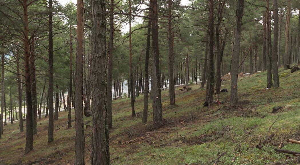 Sant Julià de Lòria proposa una prova pilot perquè els veïns obtinguin llenya dels boscos aquest hivern