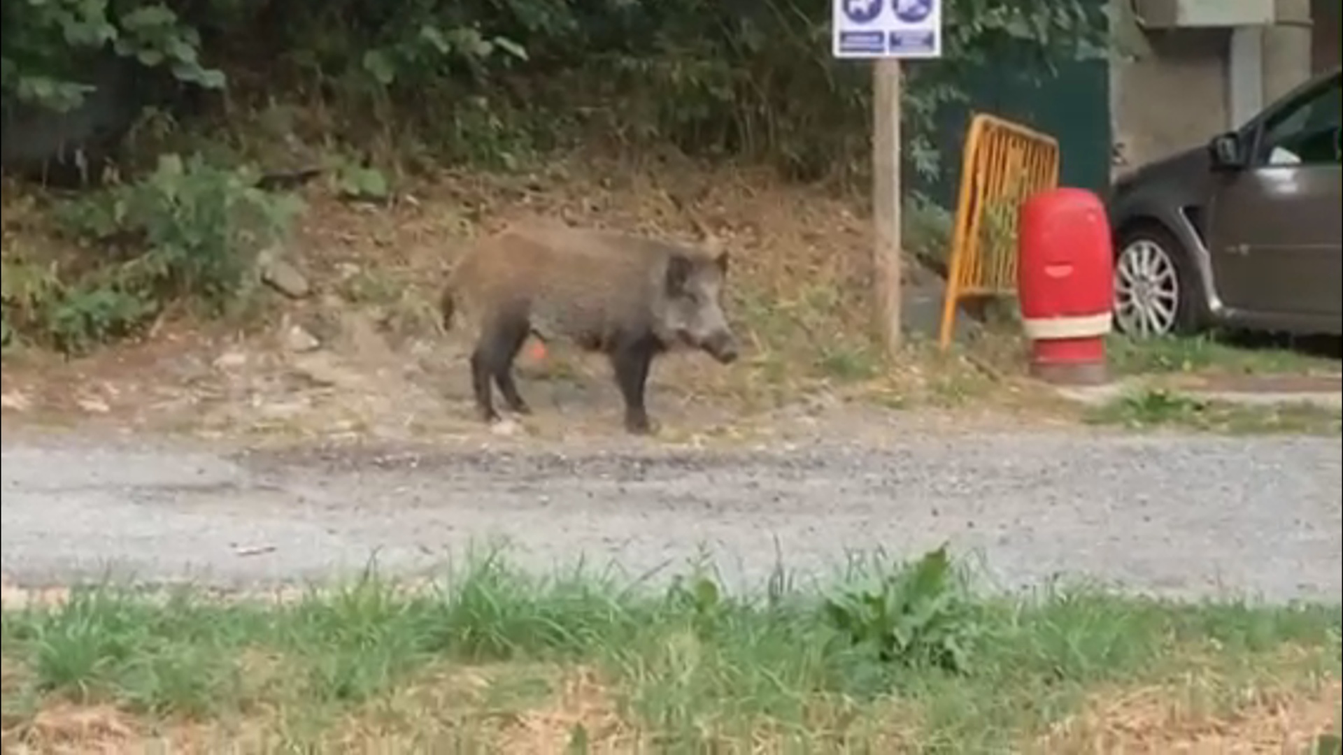 Un senglar despistat a la rotonda de Sornàs