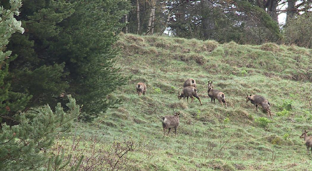 La Setmana de caça de l'isard permetrà 165 captures 