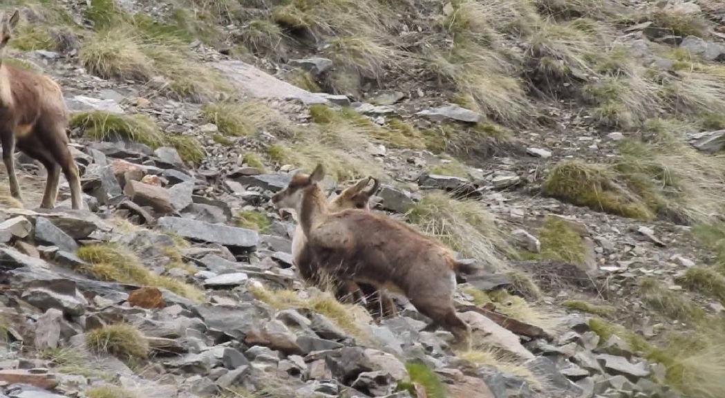 La Setmana de caça es tanca amb 178 isards abatuts i una infracció