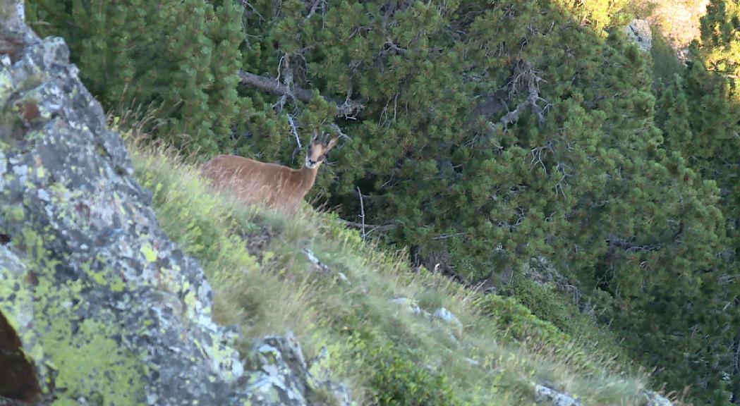 La Setmana de l'Isard acaba amb 200 peces caçades de 220 permeses